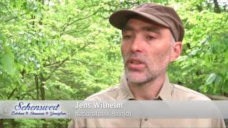 Der Baumkronenpfad im Nationalpark Hainich in Thüringen [upl. by Bradney]