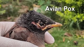 Baby Bird Rescued  Treating Baby Bird With AvianBirds Pox [upl. by Gereron]