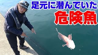 【危険】堤防で注意が必要な魚が釣れた‼ [upl. by Nylauqcaj]