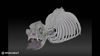 PhD Vid Of models Brachycephaly [upl. by Mindy250]