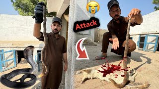 Snake Ne Dog Ko Mar Dala 😭 Snake Bite Dog  Shahzad Aslam Pets [upl. by Ozmo]