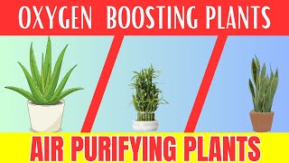 10 Air Purifying and OXYGEN Boosting Indoor Plants You Need Today [upl. by Symons270]