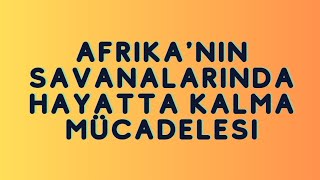 Afrika Savanalarının Vahşi Hayatta Kalma Mücadelesi Aslanlar Kaplanlar Çitalar ve Daha Fazlası [upl. by Hugibert]