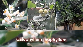 Calophyllum Inophyllum  Ponna chettu  Tamanu tree Sultan champa [upl. by Llenrub]