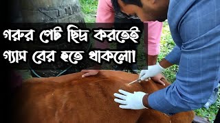 গরুর পেট ছিদ্র করে গ্যাস বের করার পদ্ধতি [upl. by Sivartal]