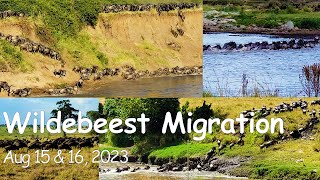 Wildebeest Migration Mara River Crossing August 15 amp 16 2023 [upl. by Anom966]