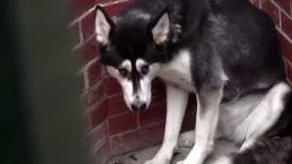 RSPCA Video  The Dog Rescuers Series 2 episode 10 [upl. by Eibber]