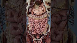 Large intestine anatomy in 3D [upl. by Arev]