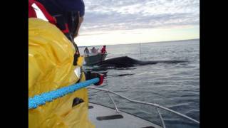 Iqaluit Bowhead Hunt 2011 [upl. by Marilou]