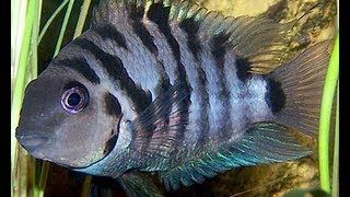 iNdEPTH Black Convict Cichlid Archocentrus Nigrofasciatus [upl. by Eiramalegna]