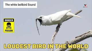 White bellbird listen to the worlds loudest bird call [upl. by Anneliese687]