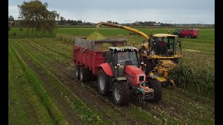 Mais hakselen Castricum  New Holland FX40  Deutz  Same  2024 [upl. by Orlena556]