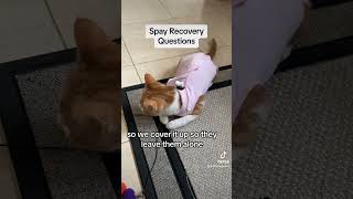 Cat Onesies  Spay Recovery Outfit For Female Kittens  Questions Answered [upl. by Betteanne]