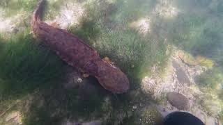 Hellbender Breeding Behavior in North Carolina [upl. by Jeffcott]