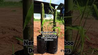 Neria live bamboo Dendrocalamus giganteus 7002 791 693 [upl. by Arretak]