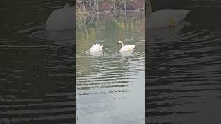 Trumpeter swan Cygnus buccinator birds nature wildlife [upl. by Shelley58]