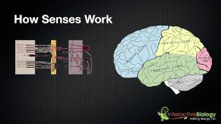 029 A General Overview of How Senses Work [upl. by Alyel]