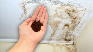 All it takes is a handful to get rid of mold and mildew from your walls [upl. by Corney]