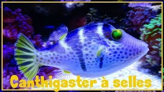 Canthigaster valentini  Bleeker 1853  Tetraodontidae  Canthigaster à selles  122018 [upl. by Hartley]