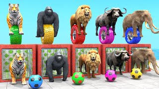 Tiger Elephant Lion Gorilla Buffalo Guess The Right Door ESCAPE ROOM CHALLENGE Animal Cage Game [upl. by Yelac]