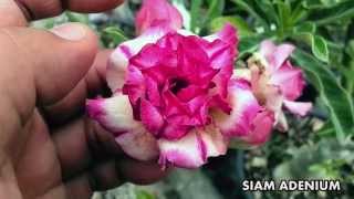 quotRaspberry Freezequot New 2015 Rosy Adenium [upl. by Dasteel]