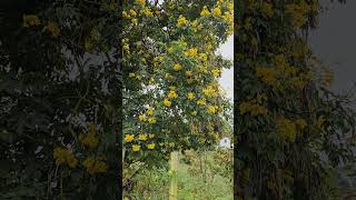 Árbol y flores de Chicala [upl. by Lala]