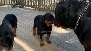 ROTTWEILERS PUPPIES FINALLY MEET DAD [upl. by Callista]