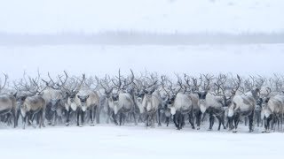 The barrenground caribou [upl. by Editha]