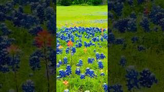 bluebonnet Texas shorts [upl. by Togram441]