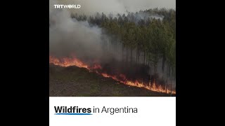 Wildfires threaten Argentina’s largest ecosystem [upl. by Aekim]