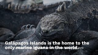 Galápagos Islands A Living Laboratory of Evolution and Biodiversity [upl. by Pederson]