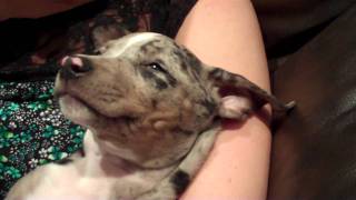 The cutest Silver Catahoula Leopard puppy ever [upl. by Ymmit]