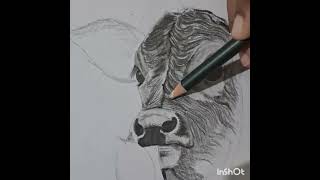 drawing pencil cattle [upl. by Sirdna]