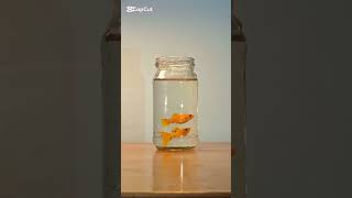 my fish aquariumforyou minivlog fish [upl. by Neelrahs]