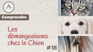 18 Dermite Dermatite atopique Démangeaisons chez le chien comment soulager [upl. by Siroval]