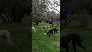 Una loba de cauquenes🐇💨🎥 pasiónporlosgalgos galgosyliebres galgosyliebreschile [upl. by Adile971]