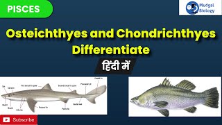 difference between chondrichthyes and osteichthyes chondrichthyes and osteichthyesBSc 3rd year [upl. by Eiruam]