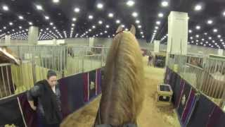 Stake Night Worlds Championship Horse Show 2013 FiveGaited Stake quotVideo Cam Perspectivequot [upl. by Goldfinch927]