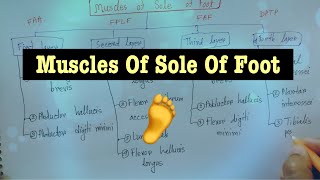 Muscles Of Sole Of Foot 🦶  Lower Limb Muscles 🦵 [upl. by Ailis]