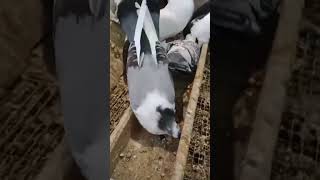 Merpati endemik shotrs shortvideo animals music ternakmerpati pigeon merpati kabootar birds [upl. by Gearhart]