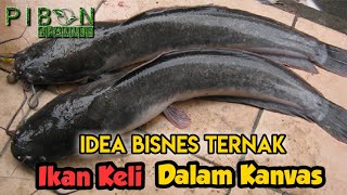 Idea Bisnes Ternak Ikan Keli Dalam Kanvas Mampu Jana Pendapatan Lumayan [upl. by Doane]