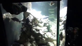 100 gallon African Cichlid aquarium with ocean rock hardscape [upl. by Crescen]