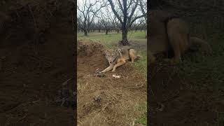 Carolina Coyote Trapping [upl. by Eugenides579]