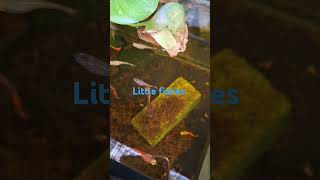 Little fishes [upl. by Iredale]