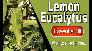 Lemon Eucalyptus  Benefits Of Lemon Eucalyptus Essential Oil  Eucalyptus citriodora [upl. by Davie]