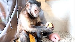 Capuchin Monkey Eats the Golden Easter Egg Extended Video [upl. by Wack]