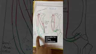 HAMSTRINGS ORIGIN INSERTION ACTION NERVE physiotherapy bpt explore anatomy semimembranosus 🦵 [upl. by Newol]