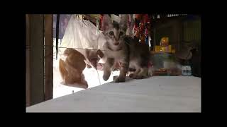 Cat Funny video [upl. by Gannon]