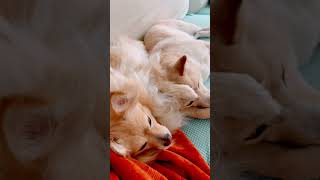 Pomchi is making Shiba Inu sleep dog [upl. by Frohman]