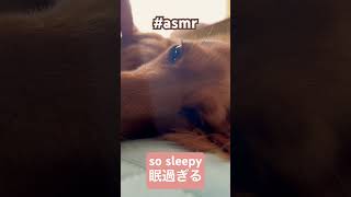 寝落ち推奨 dogasmr [upl. by Sweet]